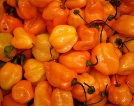 Ciri dan rahsia menanam lada Habanero di rumah