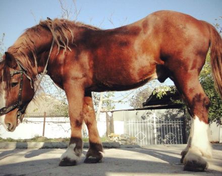 Qué razas de caballos hay en Rusia y la historia de su cría, una lista de las mejores.