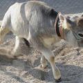 Symptoms and diagnosis of rickets in calves, treatment and prevention