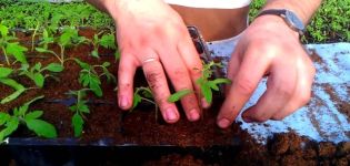 La tecnología del método chino de cultivo de plántulas de tomate.