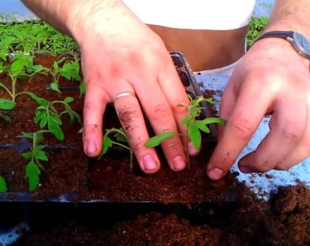 La tecnología del método chino de cultivo de plántulas de tomate.