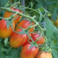 Description of the tomato variety Shy blush, features of cultivation and care