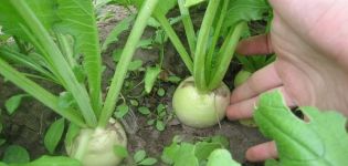 Descripción de la variedad Daikon Sasha, sus características, cultivo y cuidado.