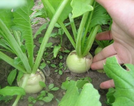 Description de la variété Daikon Sasha, ses caractéristiques, sa culture et son entretien