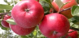 Description of the Enterprise apple variety and yield, growing regions and winter hardiness