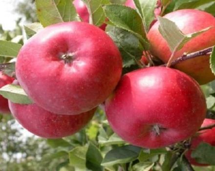 Description of the Enterprise apple variety and yield, growing regions and winter hardiness