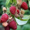 Descriptions des meilleures variétés de framboises sans épines, plantation et entretien