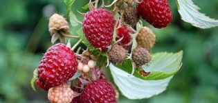 Descriptions des meilleures variétés de framboises sans épines, plantation et entretien