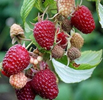 Descripciones de las mejores variedades de frambuesas sin espinas, plantación y cuidado.