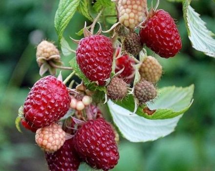 Descripciones de las mejores variedades de frambuesas sin espinas, plantación y cuidado.