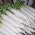 Kuvaus Daikon Minovashi -lajikkeesta, viljely- ja hoitoominaisuuksista