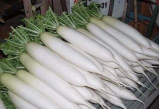 Paglalarawan ng iba't ibang Daikon Minovashi, mga tampok ng paglilinang at pangangalaga