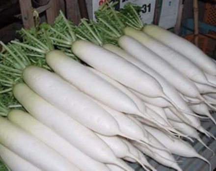 Descripción de la variedad Daikon Minovashi, características de cultivo y cuidado.