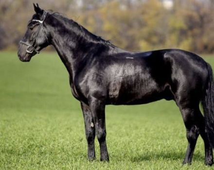 Descripción y características de la raza de caballos Kabardianos y reglas de mantenimiento.