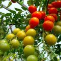 Planter, cultiver et entretenir des tomates dans une serre en polycarbonate