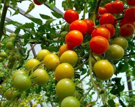 Planter, cultiver et entretenir des tomates dans une serre en polycarbonate