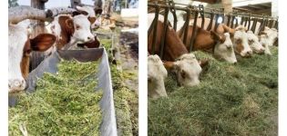 2 jenis makanan lembu, makanan apa yang diperlukan dan cara memilih anak lembu