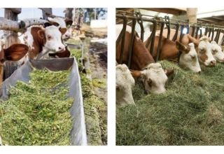 2 tipos de alimentación del ganado, qué alimento se necesita y cómo elegir los terneros