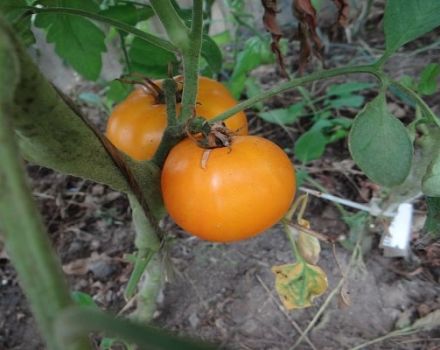 Descripción de la variedad de tomate Viking, características de cultivo y cuidado.