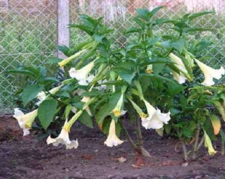 Plantar, cultivar y cuidar brugmansia en campo abierto.