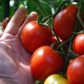 Características y descripción de las variedades de tomates de maduración ultra temprana para cultivo en campo abierto o invernadero.