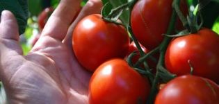 Characteristics and description of ultra-early ripening varieties of tomatoes for growing in the open field or greenhouse