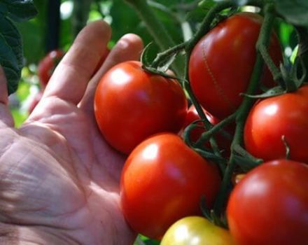 Características y descripción de las variedades de tomates de maduración ultra temprana para el cultivo en campo abierto o invernadero.