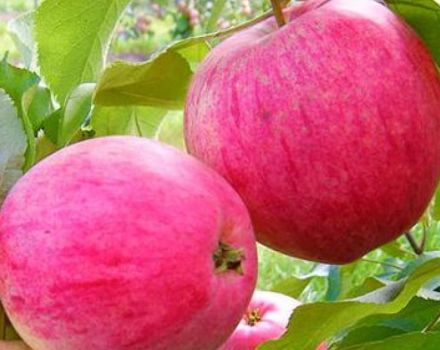 Descripción de la variedad de manzanos Relleno rosa (Robin), ventajas y desventajas, cultivo.