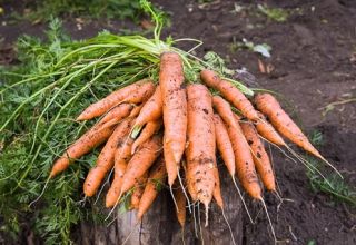 What to do if carrots have not sprung up, how to quickly accelerate germination