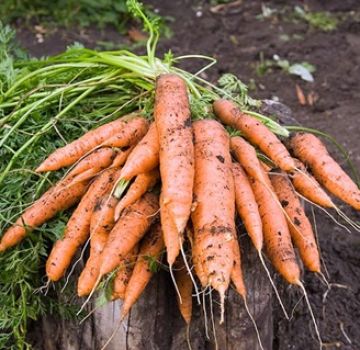 What to do if carrots have not sprung up, how to quickly accelerate germination