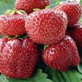 Description of Vima Tarda strawberry variety, planting and care, growing and reproduction