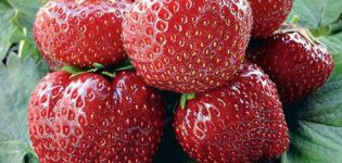 Description of Vima Tarda strawberry variety, planting and care, growing and reproduction