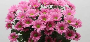 Description and types of chrysanthemum Bacardi, planting and care recommendations