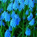 Description des 23 meilleures variétés et types de plantes Muscari, plantation et entretien en plein champ