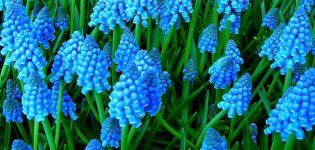 Descripción de las 23 mejores variedades y tipos de plantas de Muscari, plantación y cuidado en campo abierto.