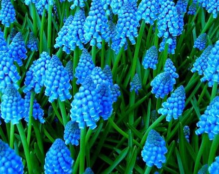 Descripción de las 23 mejores variedades y tipos de plantas de Muscari, plantación y cuidado en campo abierto.