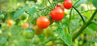 Descrição da variedade de tomate Bon Appetite, características de cultivo e cuidados