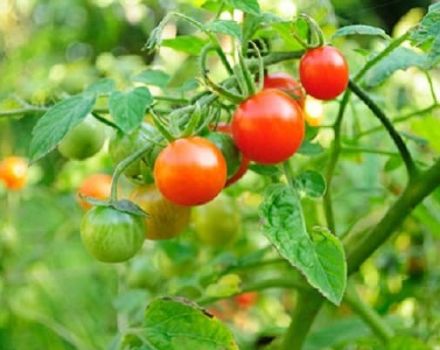 Description of the Bon Appetite tomato variety, features of cultivation and care