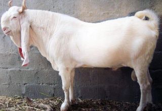 Description et caractéristiques des chèvres de la race Gulaby, les règles de leur entretien