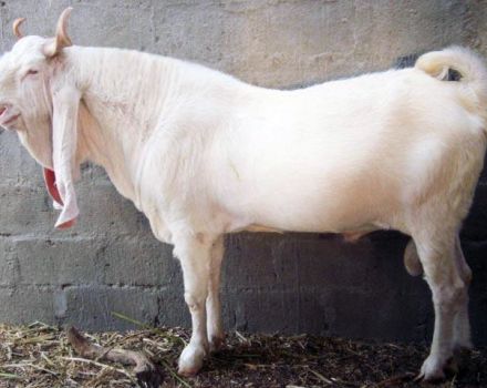 Description and characteristics of goats of the Gulaby breed, the rules for their maintenance