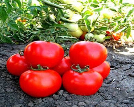 Description of the tomato variety Shasta, growing and caring for the plant