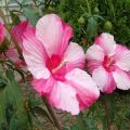 Descripción del hibisco de pantano, plantación y cuidado en campo abierto.