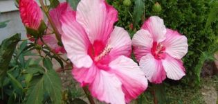 Descripción del hibisco de pantano, plantación y cuidado en campo abierto.