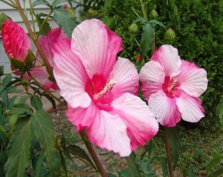 Descripción del hibisco de pantano, plantación y cuidado en campo abierto.