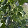 Description of the variety of cucumbers Funny gnomes, features of cultivation and productivity