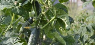 Description of the variety of cucumbers Funny gnomes, features of cultivation and productivity