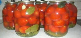 TOP 13 resipi lazat untuk tomato masin segera untuk musim sejuk