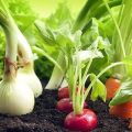 What is better to plant next to bell peppers in a greenhouse and open field