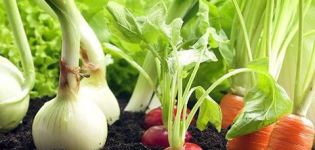 What is better to plant next to bell peppers in a greenhouse and open field