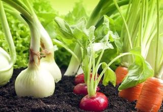 What is better to plant next to bell peppers in a greenhouse and open field